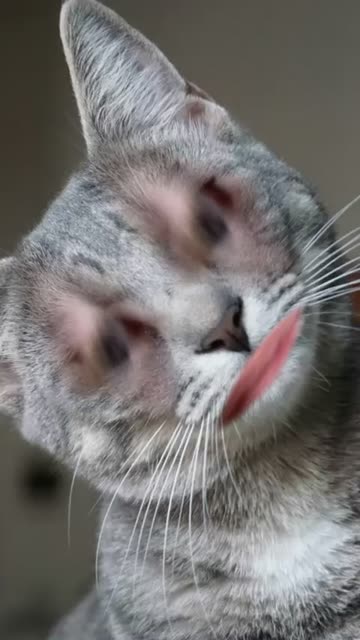 Preview for a Spotlight video that uses the Ciluk Ba Meow Lens