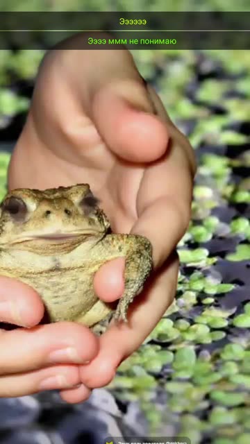 Preview for a Spotlight video that uses the frog and chill Lens