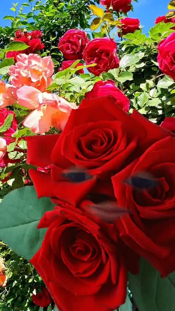 Preview for a Spotlight video that uses the Red Rose Lens