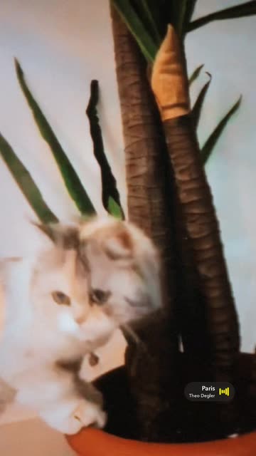 Preview for a Spotlight video that uses the TUNES Lens