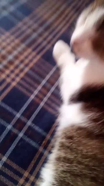Preview for a Spotlight video that uses the Striped Hat Cats Lens