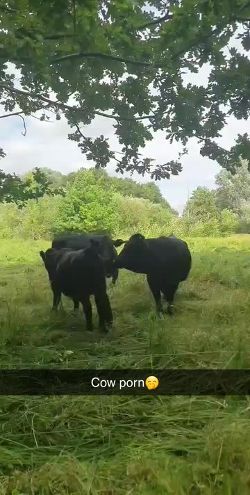 Cow porn🤭 Spotlight auf Snapchat 