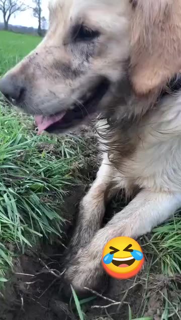 World Of Dogs