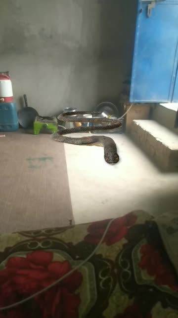 Preview for a Spotlight video that uses the Snake Lens
