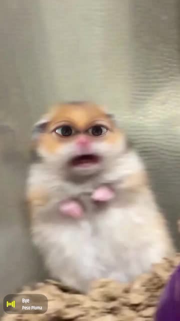 Preview for a Spotlight video that uses the scared hamster Lens