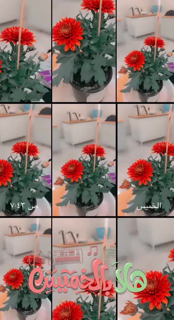 Preview for a Spotlight video that uses the Roses on window Lens