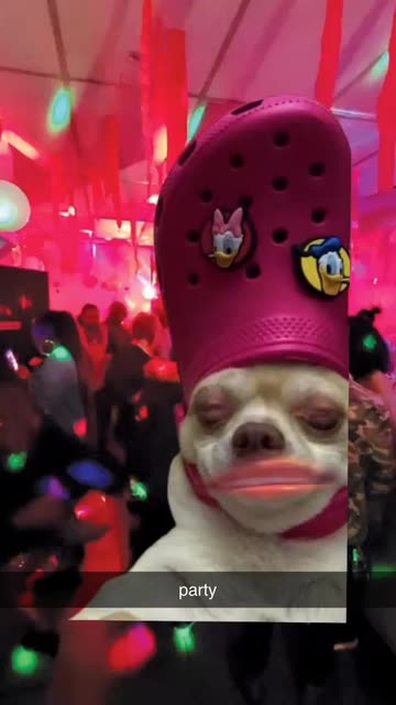 Preview for a Spotlight video that uses the Crocs Dog Lens