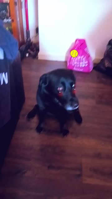 Preview for a Spotlight video that uses the Dog Day Lens