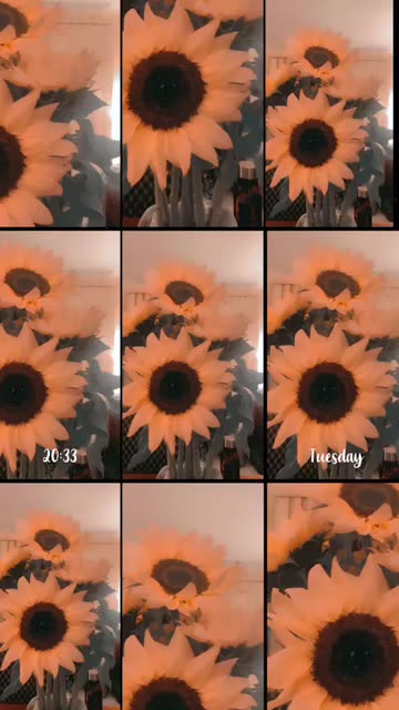 Preview for a Spotlight video that uses the Sunflowers in Vase Lens