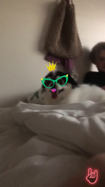 Preview for a Spotlight video that uses the Pet filter Lens