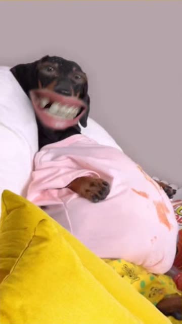 Preview for a Spotlight video that uses the Happy Dog Lens