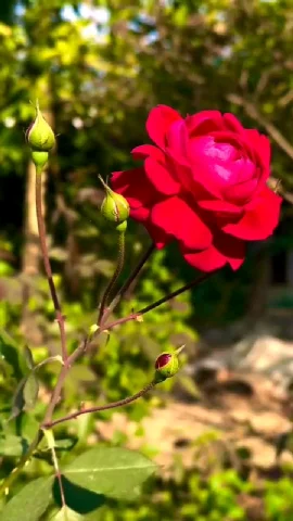 nice song - ShareChat