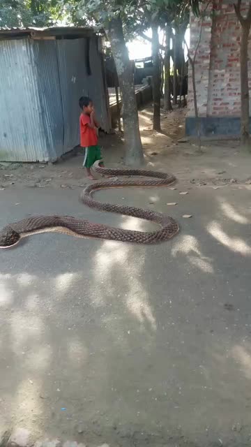 Preview for a Spotlight video that uses the Snake Lens