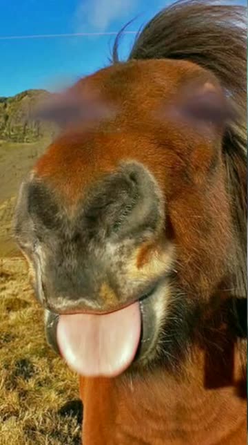 Preview for a Spotlight video that uses the horsey face Lens