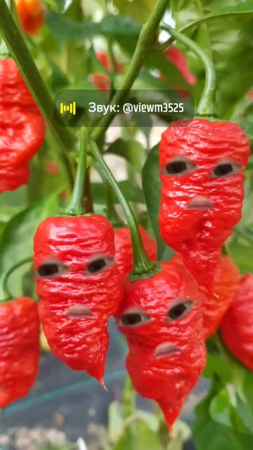 Preview for a Spotlight video that uses the Chili Pepper Face Lens