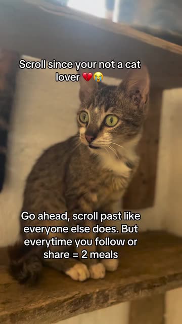 MARTIN DOGS & CATS UG