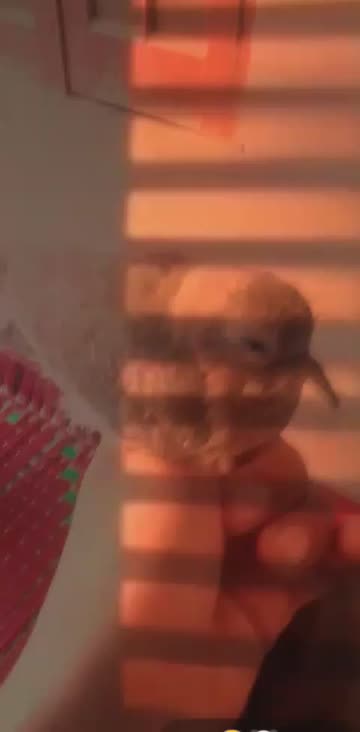 Preview for a Spotlight video that uses the Golden Hour Lens