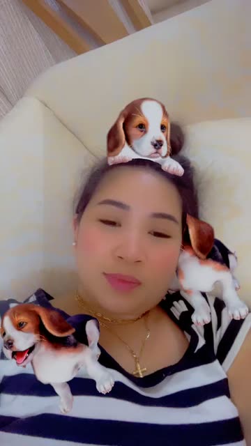 Preview for a Spotlight video that uses the Cute Beagle Puppies Lens