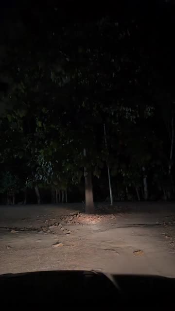 Ayan
